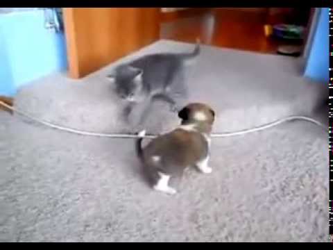 Perro Vs Gato - Peleas Chistosas de Animales - YouTube