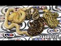24bpC131 fm Clown Pastel Yellowbelly x m Clown Stranger Enchi Lesser