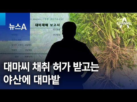 <strong>대마씨</strong> 채취 허가 받고 야산에 대마밭…불법 판매 일당 검거 | 뉴스A