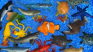 Belajar Mengenal Hewan Laut, Penyu, Ikan badut, Anjing laut, Hiu, Ikan buntal