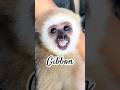 Gibbons!! #fyp #animals #gibbon #monkey