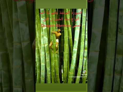 الصورة الم رفقة ت ظهر لنا أحد أنواع نبتة الخيزران التي ت سمى    