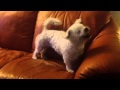 Blind dog running at the sofa - Bo de dooij zegt...