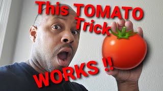 TOMATO PLANT FROM STORE BOUGHT TOMATOES?  Does this trick work?