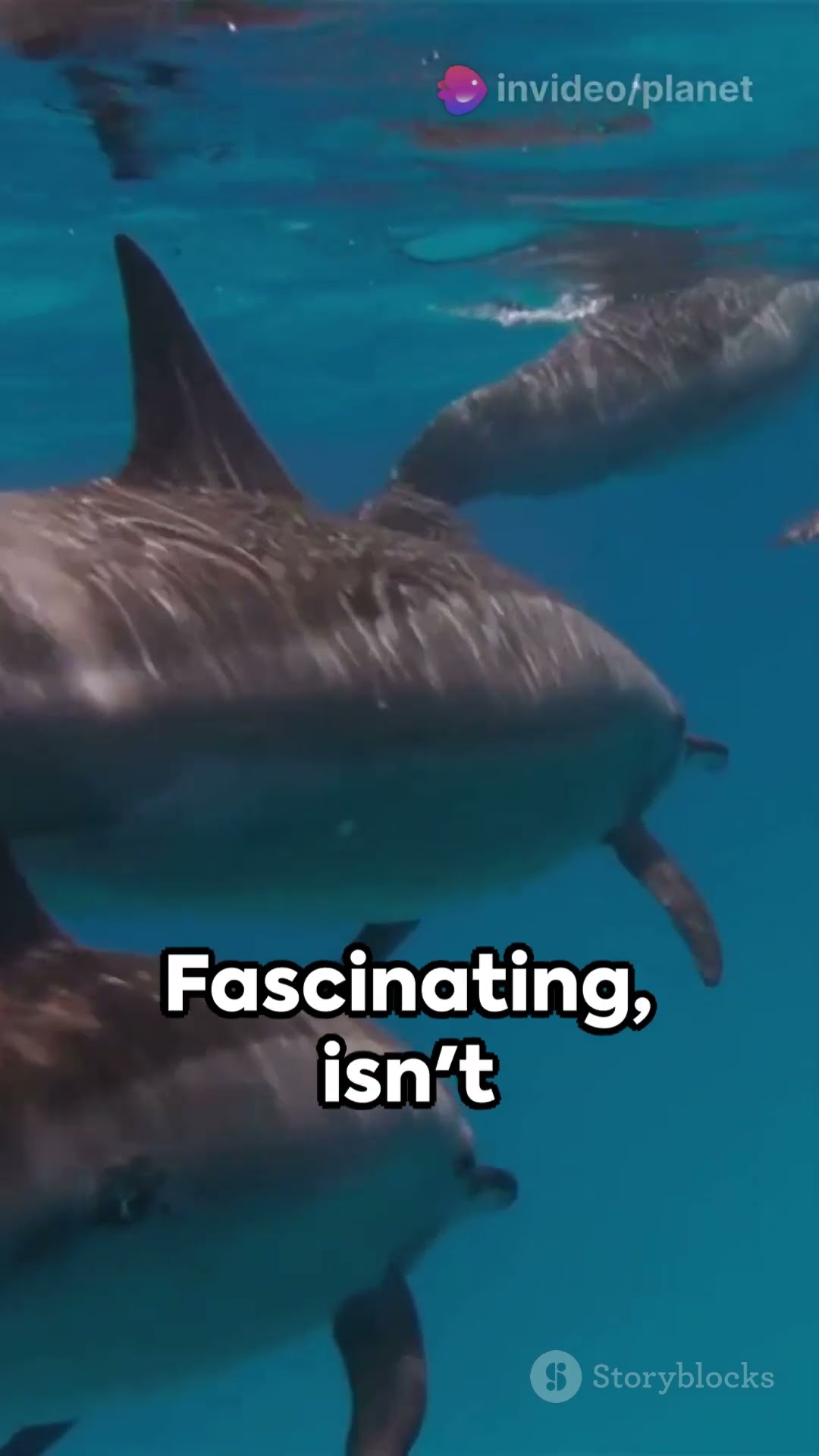 Orca Unveiled Uncommon Facts #oceanlife - YouTube