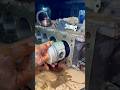 How Mechanic Locally Fixed Truck Engine Piston #shortsfeed #automobile #ytshorts