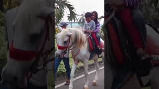 Download Lagu naik delman istimewa~lagu anak populer#horse #kuda #naikkuda #delman #delmankuda #shorts MP3 Download Lagu naik delman istimewa~lagu anak populer#horse #kuda #naikkuda #delman #delmankuda #shorts MP3