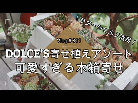 Vlog311】【多肉植物】初心者さんOK💗抜き苗やカット苗で作る簡単