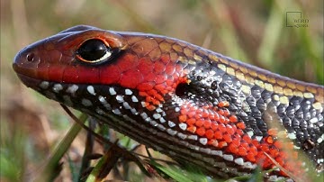 Interesting facts about African skink by weird square