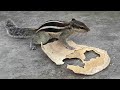 Unbelievable!!! Squirrel Eating Dry Bread | Video for Cats and Dogs