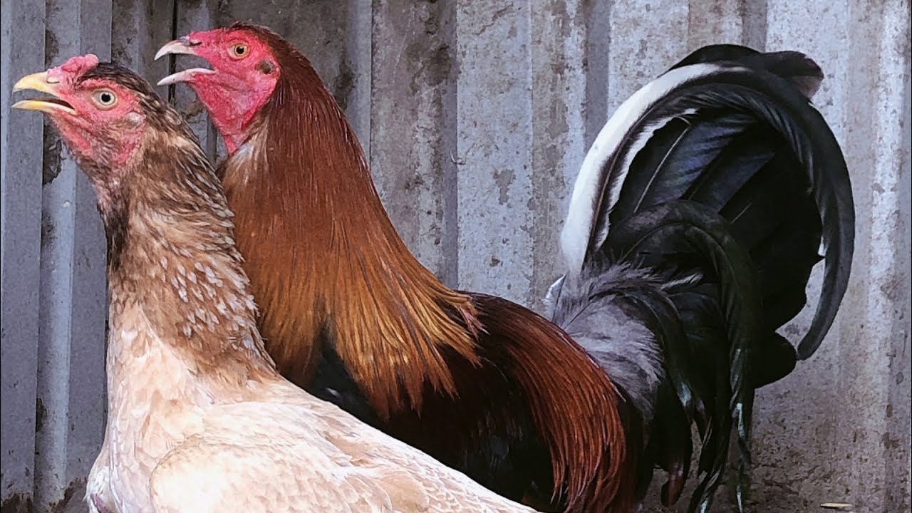 Đỗ gà đa dòng  ( ae tham khảo)