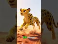 🌈O animal terrestre mais rápido: Guepardo