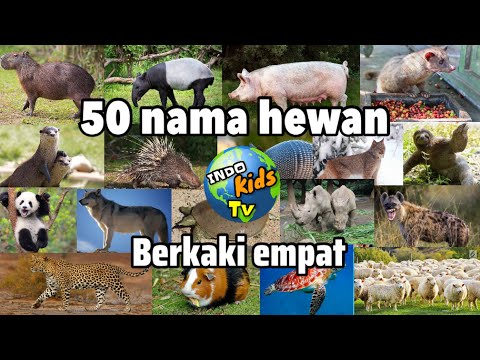 Video: Adakah monyet haiwan berkaki empat?