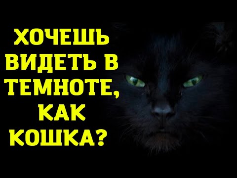 Video: Taurine Qhov Tsis Txaus Rau Miv