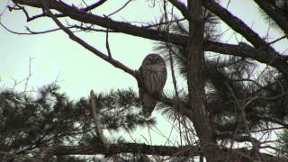 Barred Owl at rest - Berkshires, Massachusetts