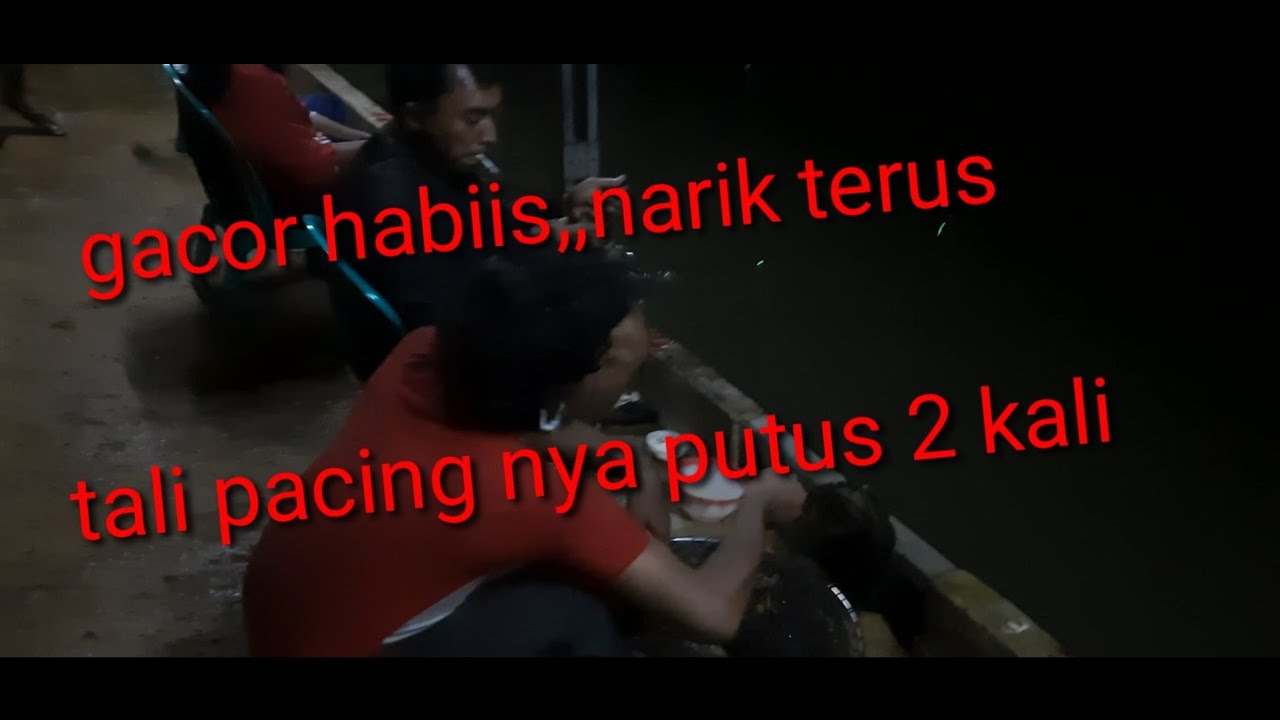 umpan lele galatama malam hari Ayam suir bikin gacor mancing lele