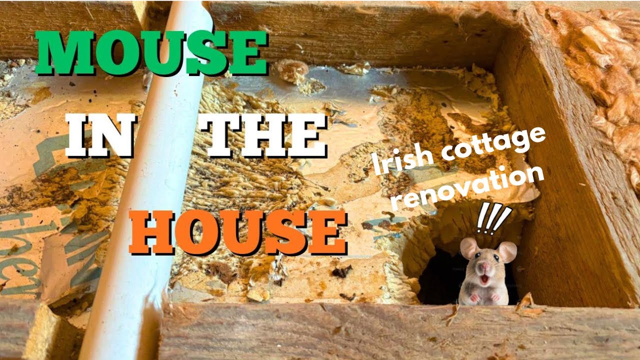 Сквоттеры в нашем ирландском коттедже 🇮🇪🏡