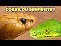 DIFERENÇAS entre COBRA e SERPENTE