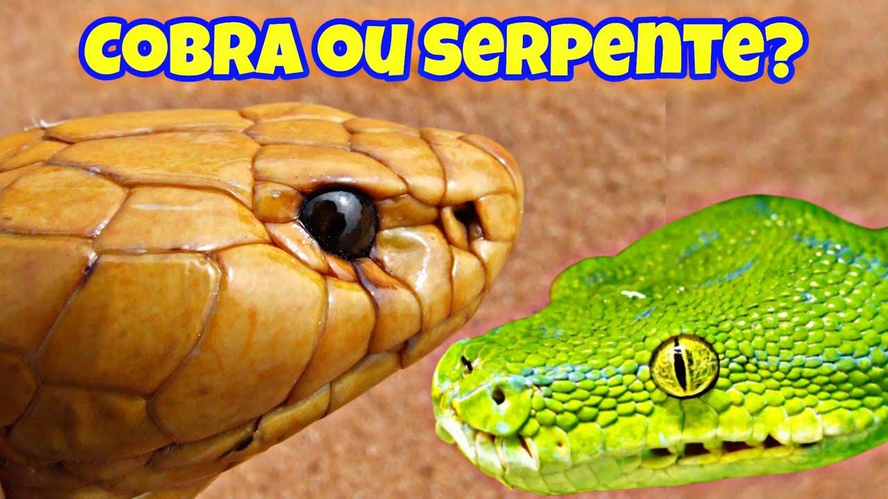 DIFERENÇAS entre COBRA e SERPENTE - YouTube