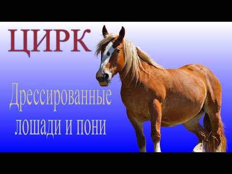 Цирк - Дрессированные лошади и пони / Circus Trained horses and ponies