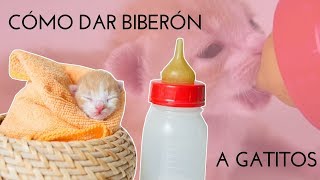 CÓMO DAR BIBERÓN A UN GATITO | Gato recién nacido o gato lactante