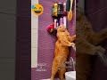 Chewy Funny Dog and Cat Part 317 #animallover, #viralvideos 2023 #shorts