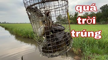 Lợp Dính Liên Hoàn; Toàn Là Ếch Chúa Tể, Chưa Bao Giờ Trúng Vậy Luôn.