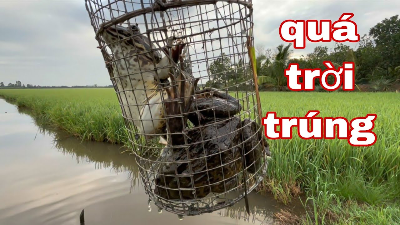 Lợp Dính Liên Hoàn; Toàn Là Ếch Chúa Tể, Chưa Bao Giờ Trúng Vậy Luôn.