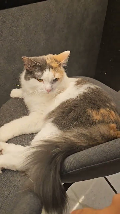 beautiful Arya #catlovers