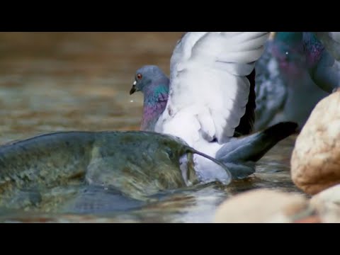 Giant Catfish hunt Pigeon on land in slow motion  - HD by Catfish World