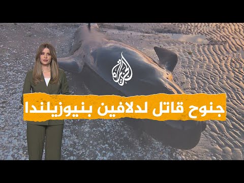 شبكات | جنوح قاتل لدلافين في نيوزيلندا