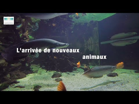 Vidéo: L'importance De La Quarantaine Des Nouveaux Animaux