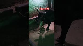 cow milk 🐄🐄🙏♥️#ytshorts #trinding #viral #cow #milk #villagelife