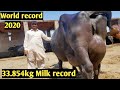(33.854kg)A New World record in 2020 milk record || Chan Buffalo brakes the record of  Saraswati