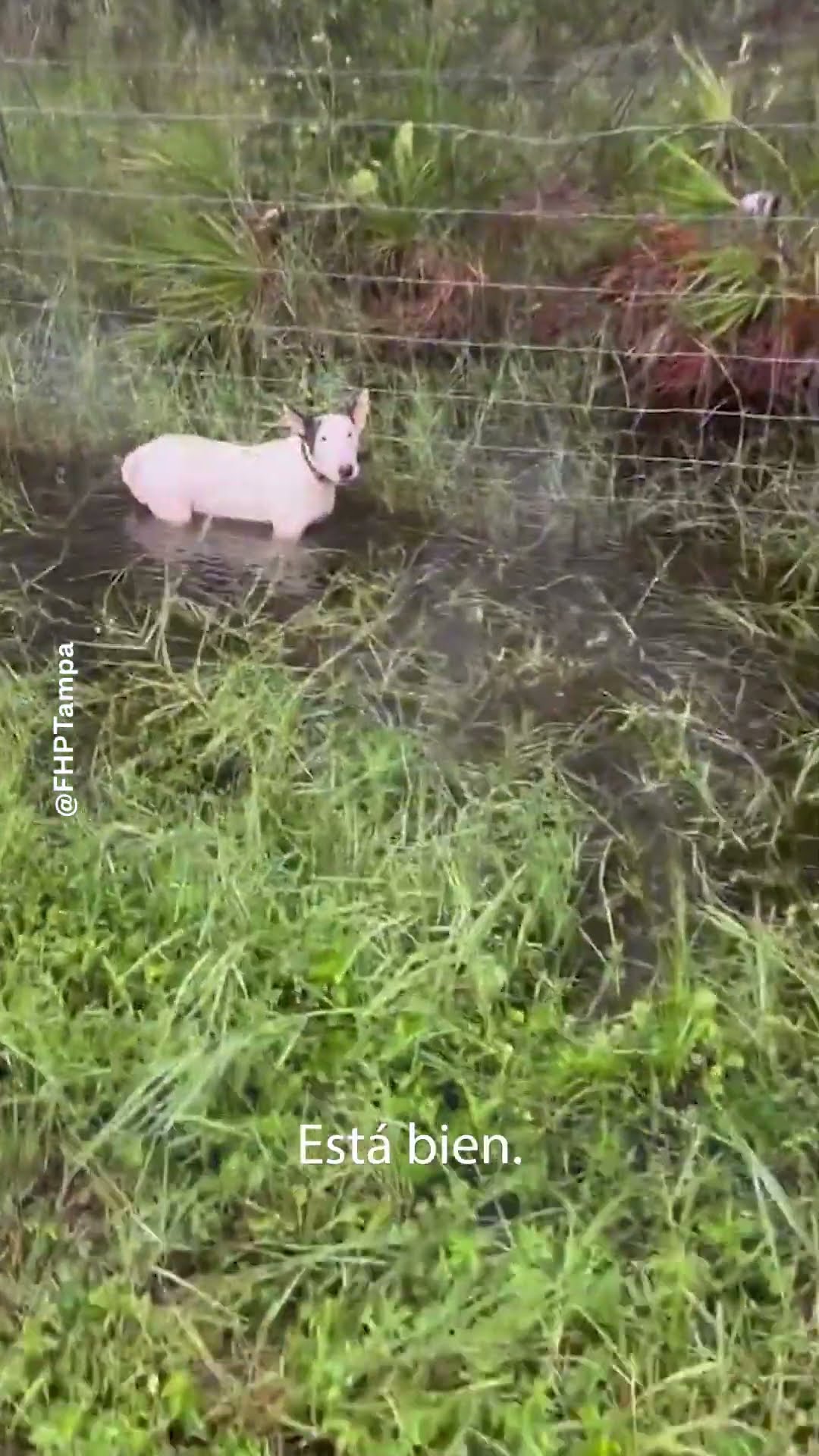 Rescatan a un perro abandonado en una autopista en Tampa | Noticias Telemundo