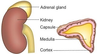 endocrine adrenal gland د. محمد عادل التهآمي