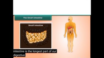 Pathania public school, Class Vll, Chapter -2 Nutrition in animals and organisms ,April 23/4/2021