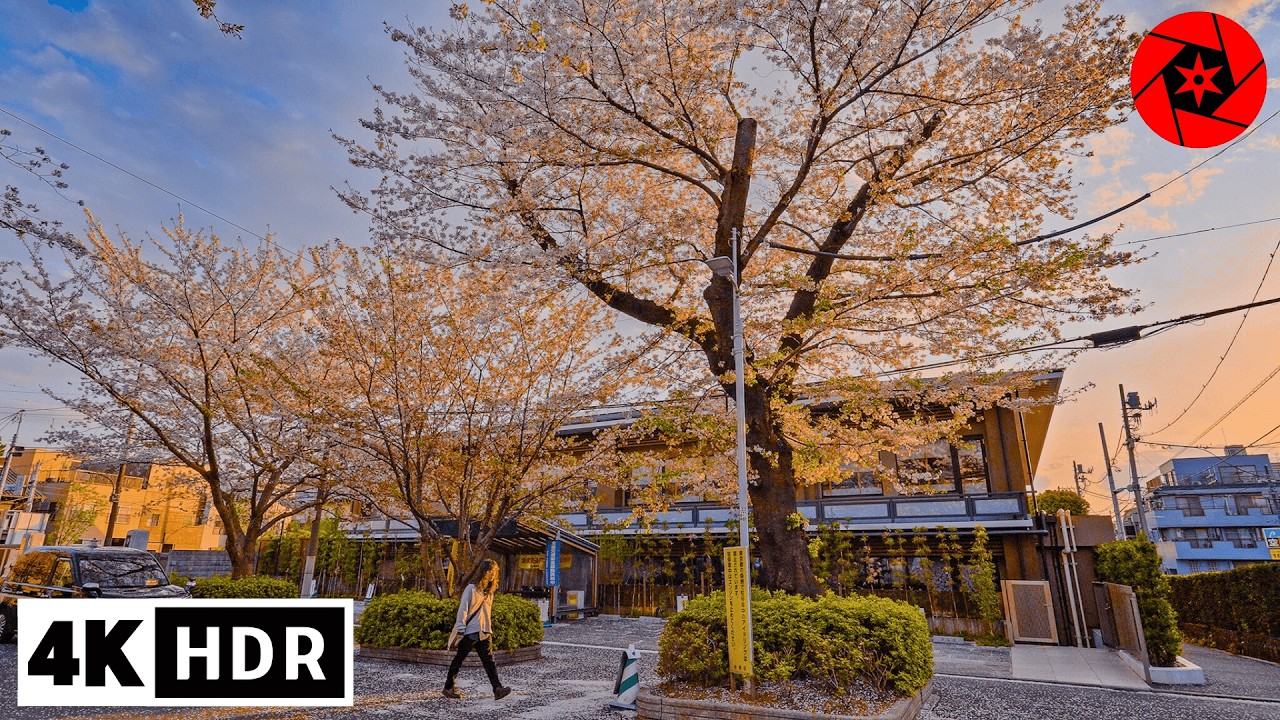 Golden Hour Sakura: Petals Falling at Sunset in Tokyo 4K HDR