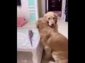 Cute Dogs Hugging Each Other