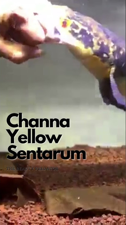 Ikan Channa Yellow Sentarum Galak Warna Keren Motif Unik Paling Langka