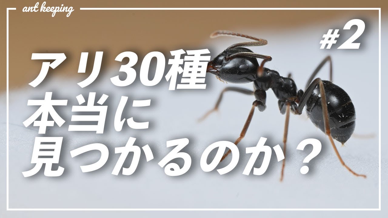 太陽に蟻 If you place an ant killer in a room where there are ants, - YouTube