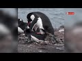 Gentoo Penguins 🐧 Mating || Nature at its best