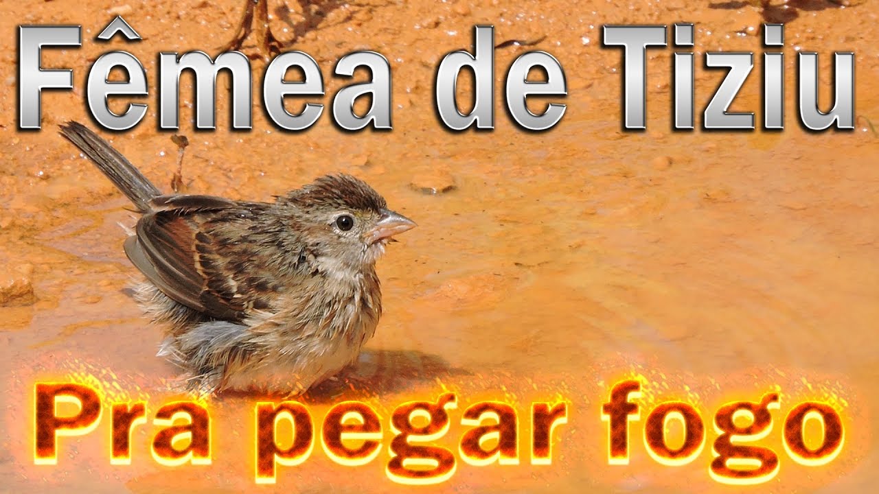 Самка Volatinia jacarina, записанная вживую в природе, призывает самцов к огню!!!!!!