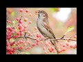 Birdsong in Spring, relaxing sound of Birds singing, nature sounds