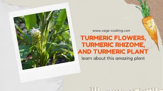 Turmeric flower, turmeric rhizome, and turmeric plant - learn more in this video! by VegeCooking 87 views 1 year ago 1 minute, 15 seconds