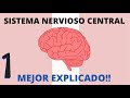 SISTEMA NERVIOSO CENTRAL 🧠 | MEJOR EXPLICADO