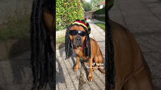 Bob Marley erba della giovinezza Brusco Cane parodia divertente