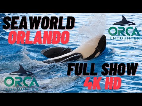 Video: SeaWorld Orlando Orca Sureb Järsku