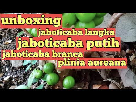 Video: Jaboticaba - Augs Ar Augļiem Uz Stumbra