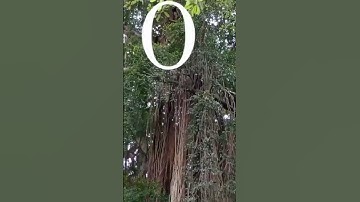 PENAMPAKAN SOSOK PENUNGGU POHON BERINGIN ANGKER